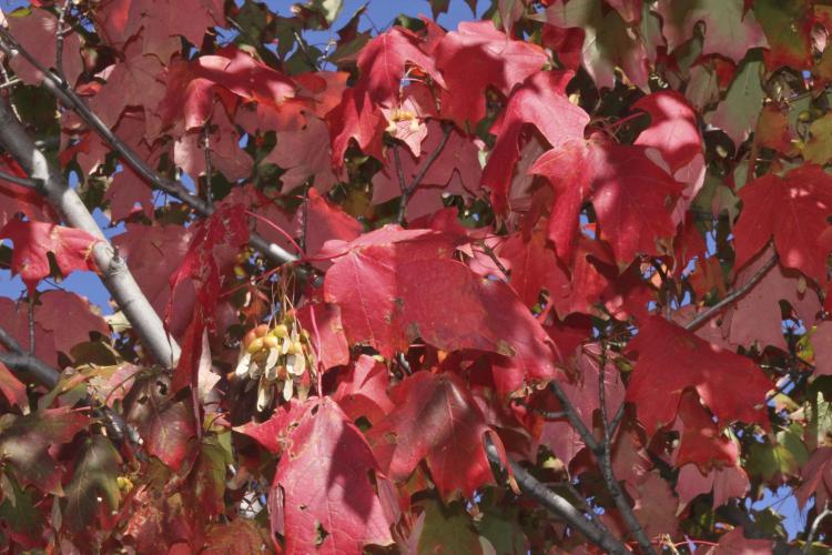 Red maple leaves in fall color