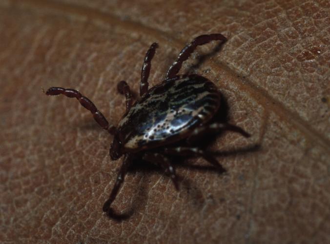 Image of a tick.