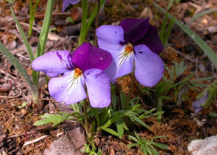 Photo of bird's-foot violet (bicolored form)