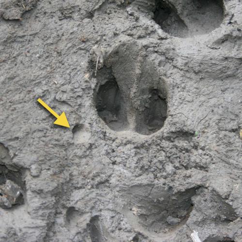 hog tracks with dewclaw wider than hoof base in mud