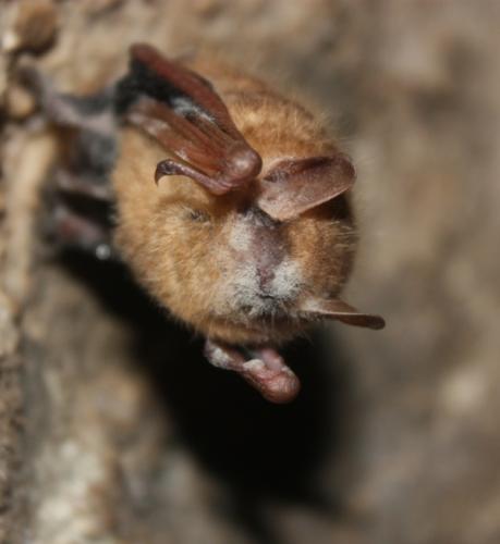 White-Nose Syndrome on Tri-Colored Bat