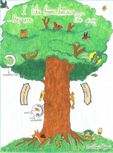 Celebrate value of Missouri trees during Arbor Days in April | Missouri  Department of Conservation