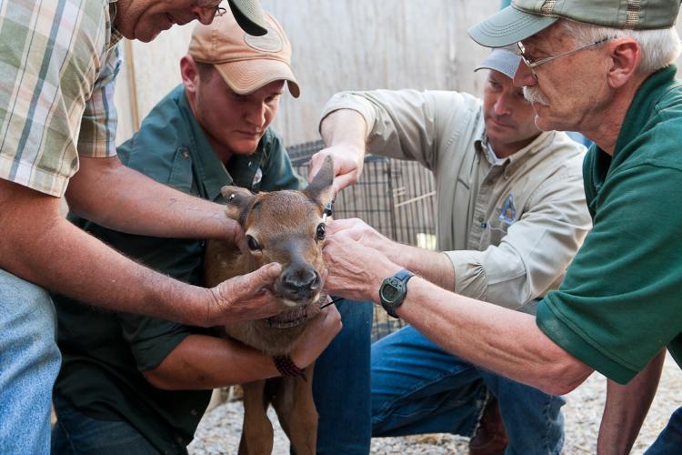 MDC personnel put a radio collar on a recently born calf.
