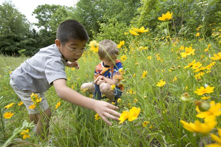 Two boys look at yellow wildflowers at Runge Conservation Nature Center