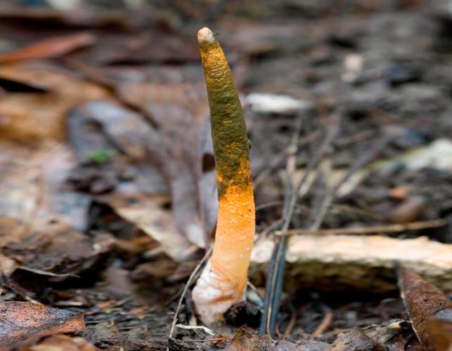 Photo of an elegant stinkhorn mushroom, a pink column covered with brown slime