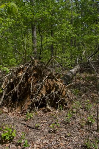 The roots of a toppled oak tree form a jagged vertical rosette. 