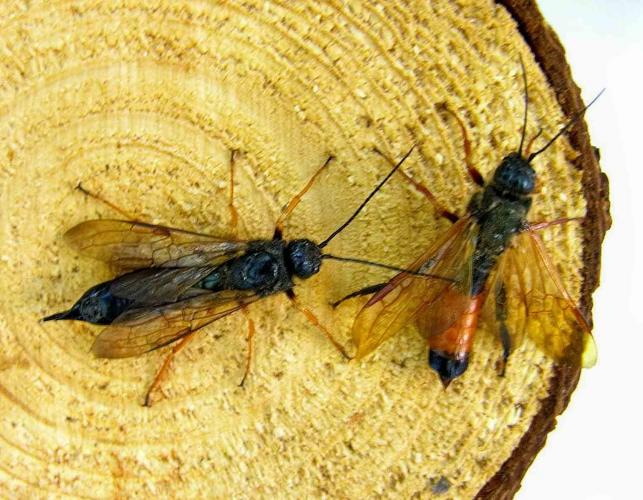 Photo of male and female European wood wasps on pine stump