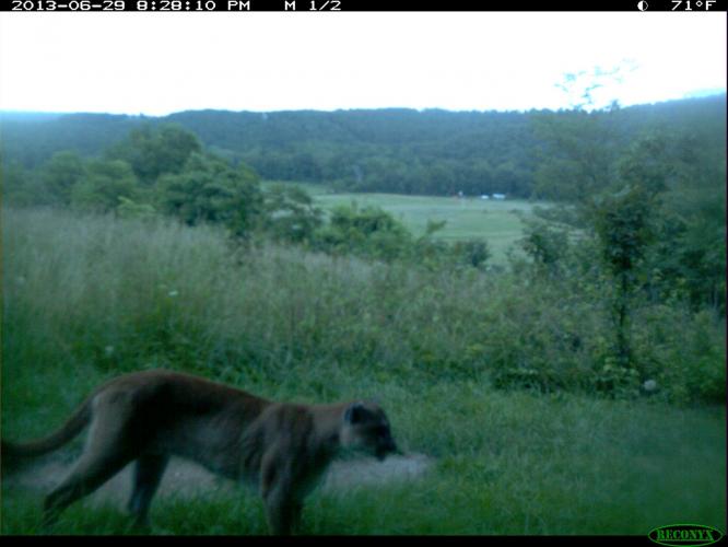 Pulaski County Mountain Lion Sighting