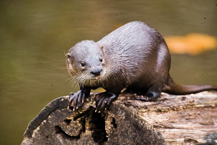 River otter on a stump.