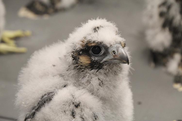 A downy peregrine falcon chick waits for a meal from its parents.
