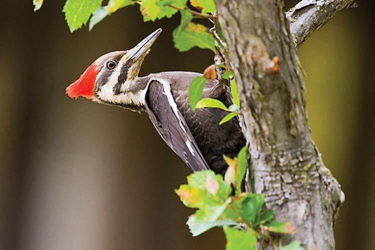 A Pileated woodpecker