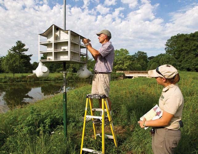 Installing and Cleaning Purple Martin Houses