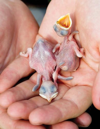 A biologist holds two hatchling purple martins in his palm. 
