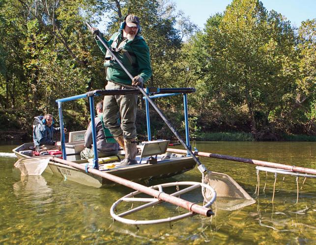 Crew using electrofishing to sample smallmouth bass populations