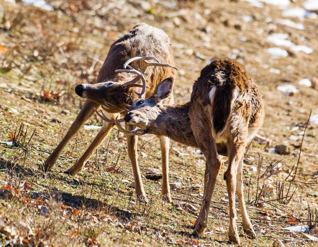 Bucks Fighting With Antlers