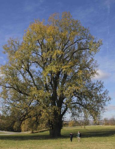 State Champion Cottonwood Tree