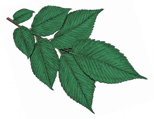 Illustration of American elm leaves.