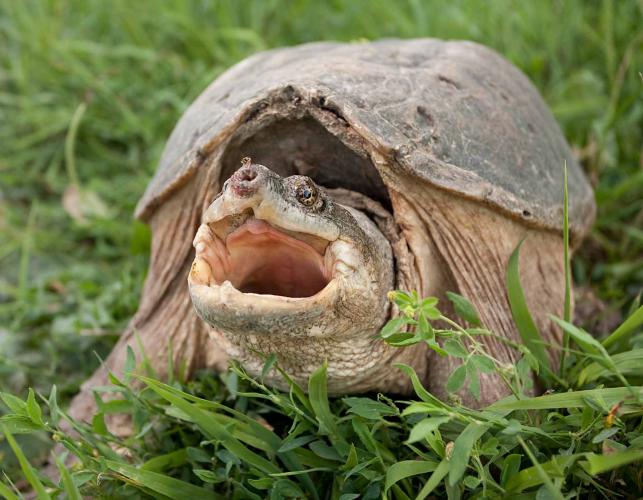 Photo of a snapping turtle on grass gaping at camera.
