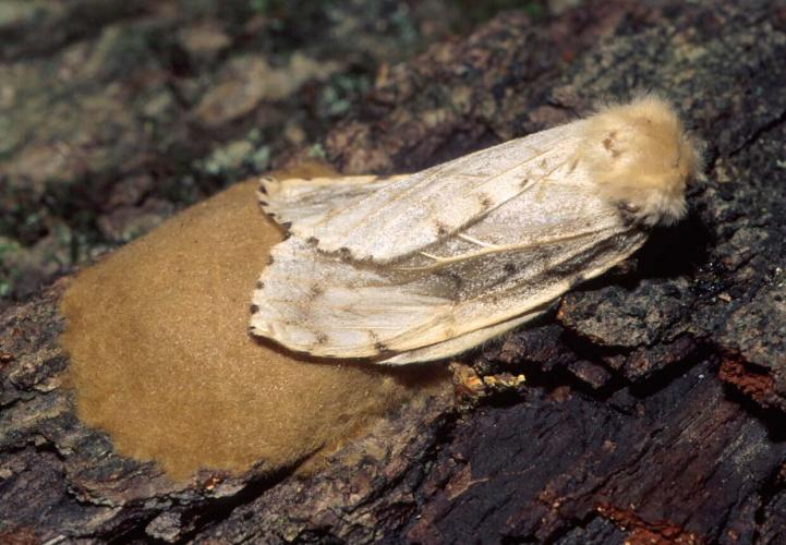 Adult Female Spongy Moth with Egg Mass