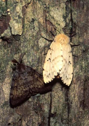Male and Female Spongy Moths