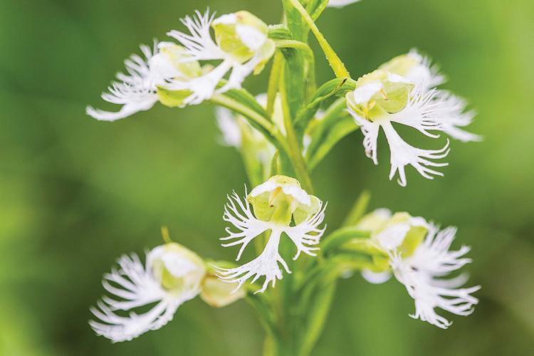 Prairie Fringed Orchid