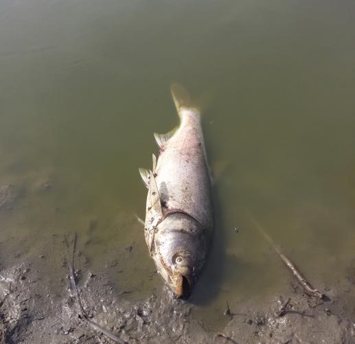 Dead fish at Diana Bend Conservation Area are due to lack of oxygen in water 