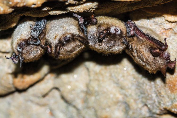 Little brown bats with signs of WNS