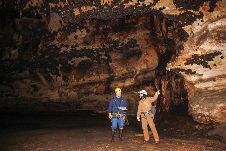 Cavers and Biologists survey a bat cave