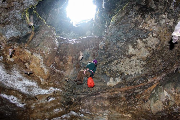 cave ecologist enter a bat cave