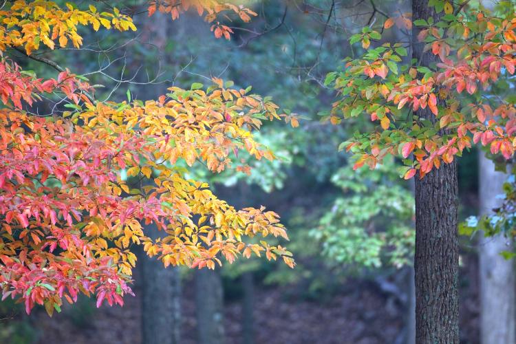 Beautiful fall Missouri colors.
