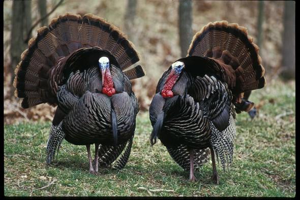 Two turkeys fan their tails near a woods.
