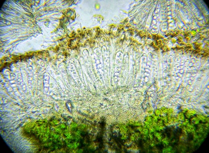 cross section of a lichen