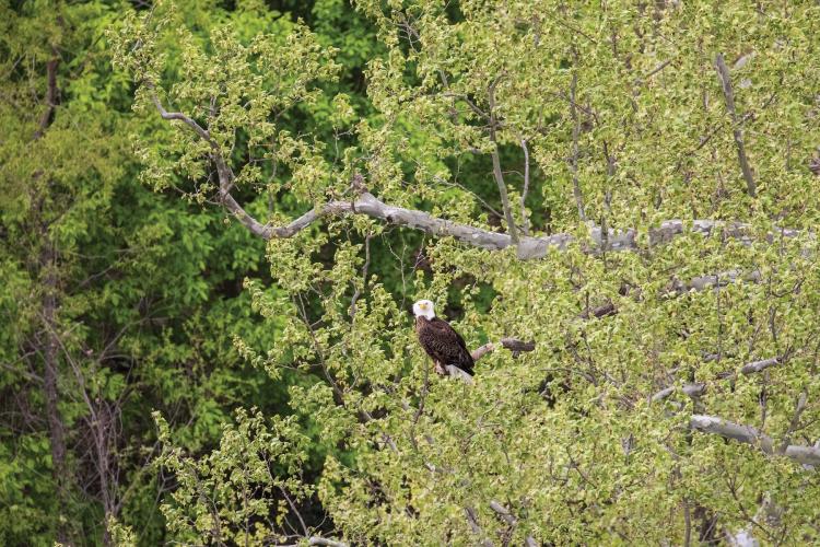 Bald Eagle In a Tree