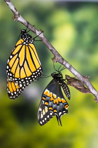 27.	Two butterflies on a branch – a monarch and a black swallowtail