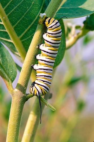 Caterpillar crunches on a stem