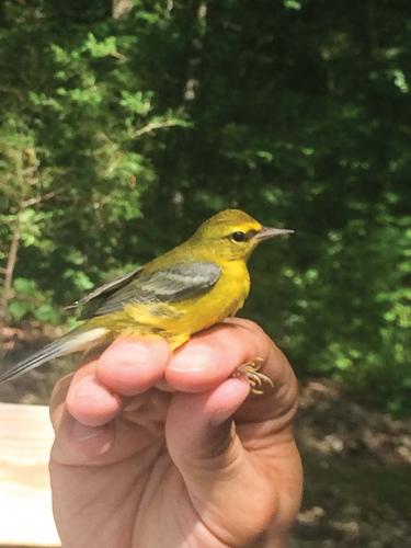 Blue-Winged Warbler sitting on a person's hand