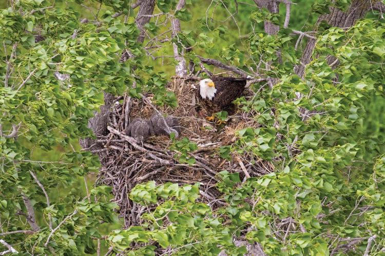 Bald Eagle in a nest
