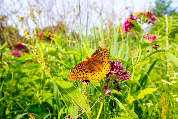 Butterfly on milkweed