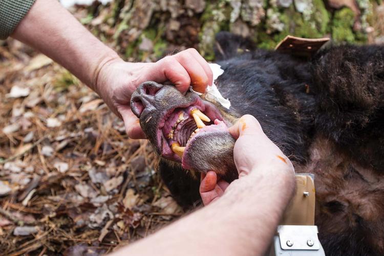 A biologist checks a sedated bear's teeth