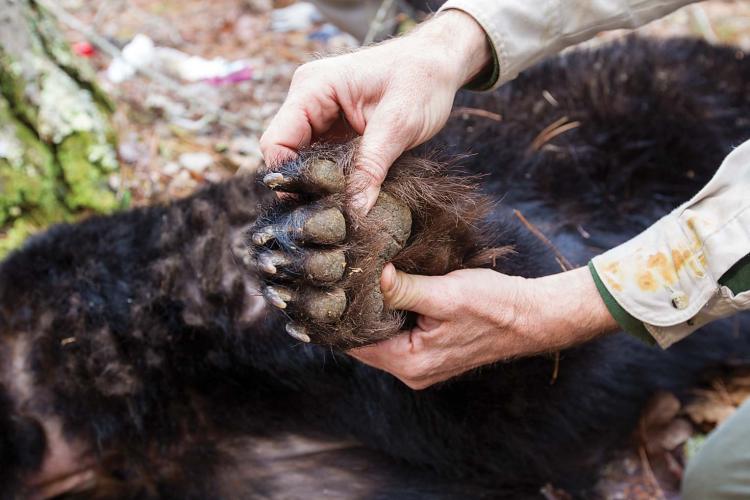 A biologist checks a bear's paws