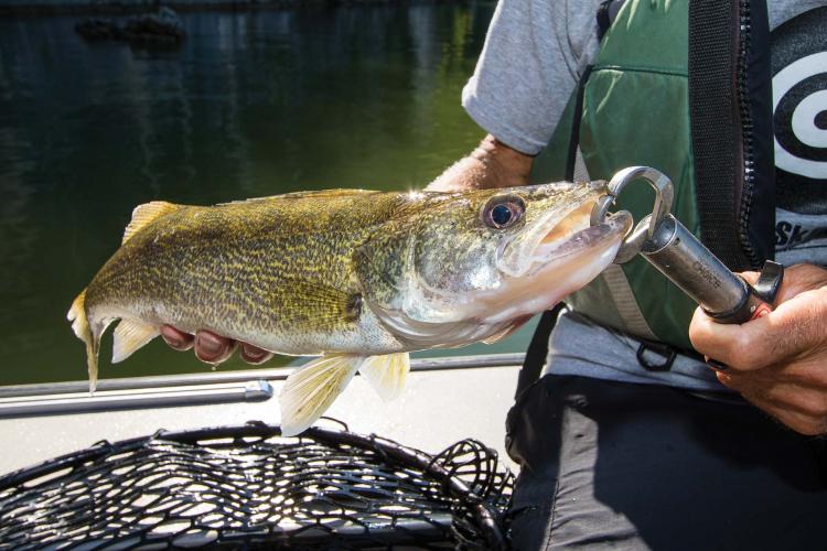 An angler holds a walleye harvested using a crankbait