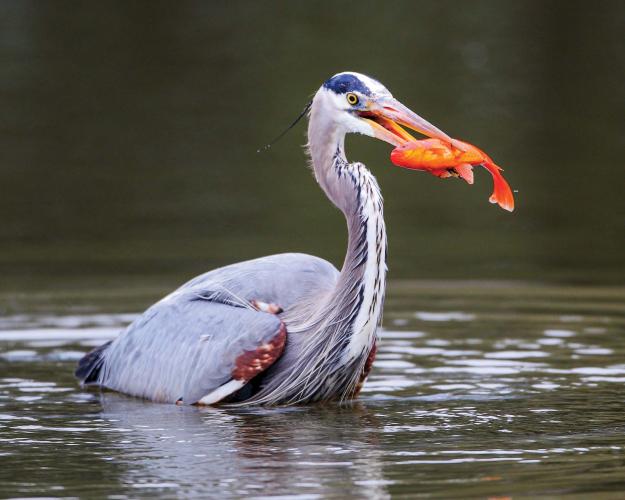 Great Blue Heron eating a fish