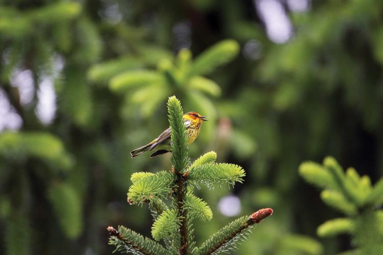 Cape May Warbler on a spruce tree