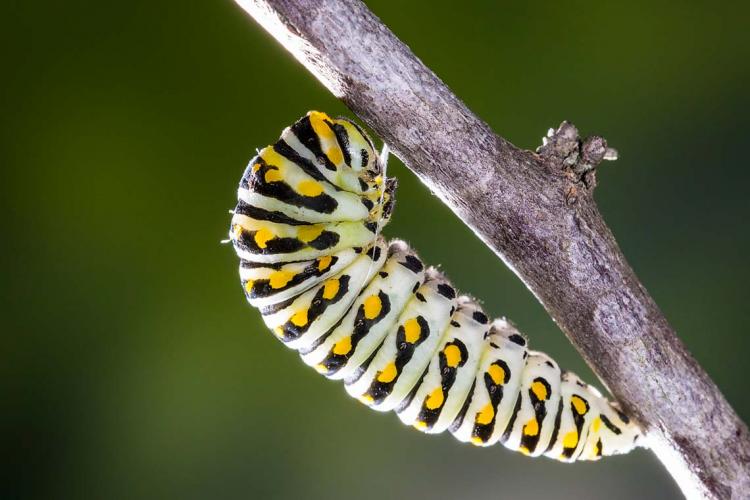 The caterpillar forms the chrysalis