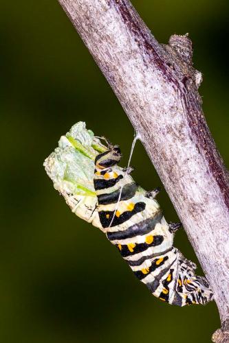 The caterpillar forms the chrysalis
