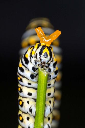 Black Swallowtail caterpillars eats a stem