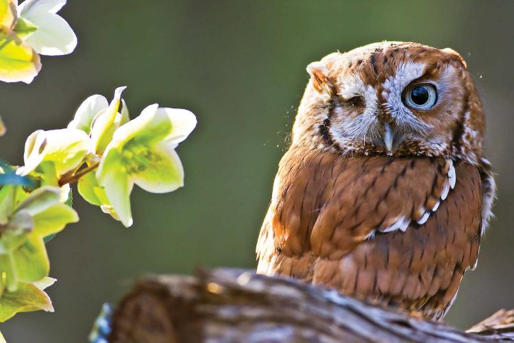 Eastern screech-owl keeps one eye open as it perches on a branch