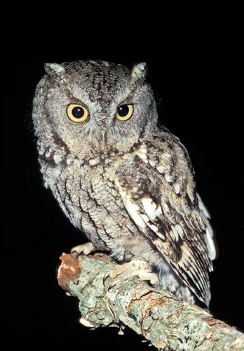 Grey Screech-owl 