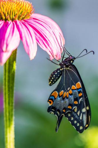 Purple Coneflower and a Butterfly