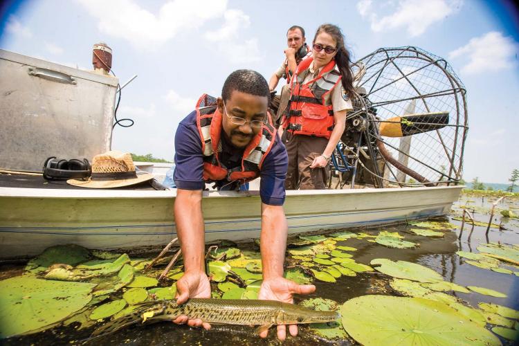 MDC staff in an airboat puts an alligator gar into a lake. 